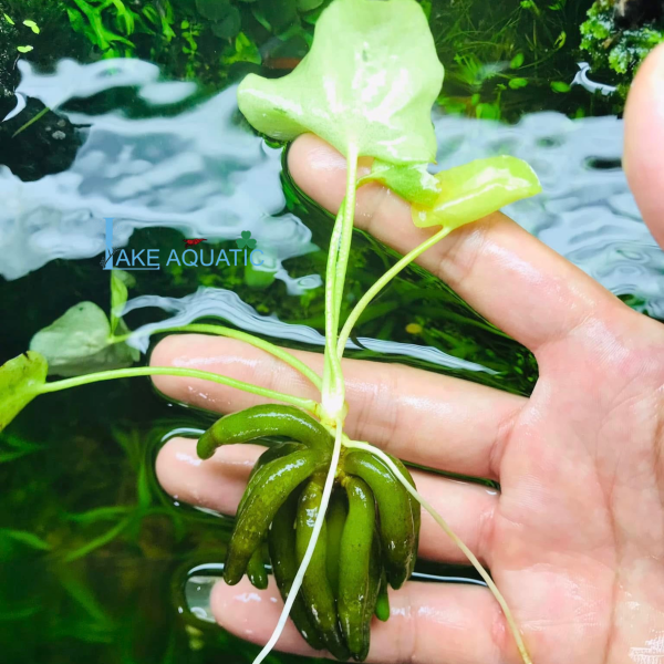 cây thuỷ sinh trang chuối