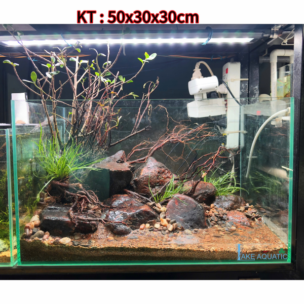 Combo hồ setup sẵn KT : 50x30x30cm