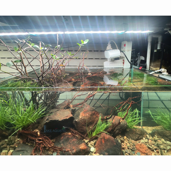 Combo hồ setup sẵn KT : 50x30x30cm