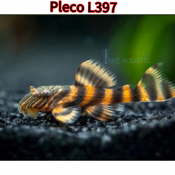 Cá pleco L397