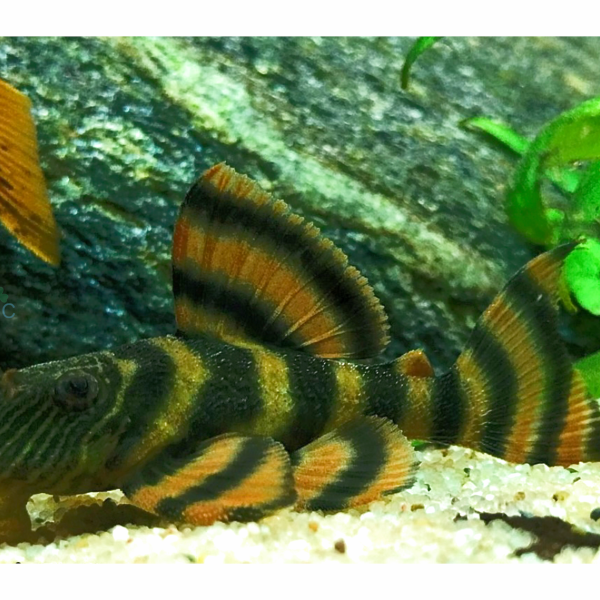 Cá pleco L397