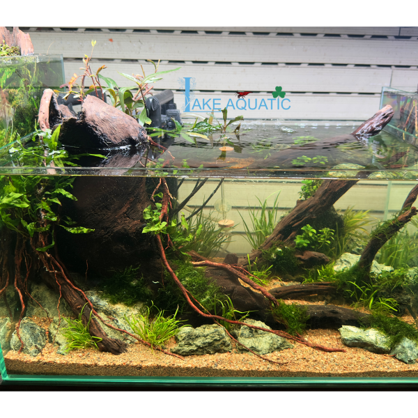 Hồ thủy sinh setup sẵn : KT 50x30x25cm