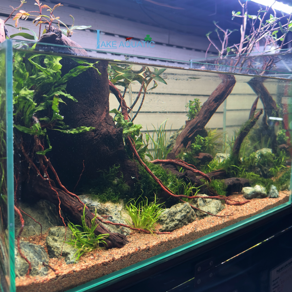 Hồ thủy sinh setup sẵn : KT 50x30x25cm