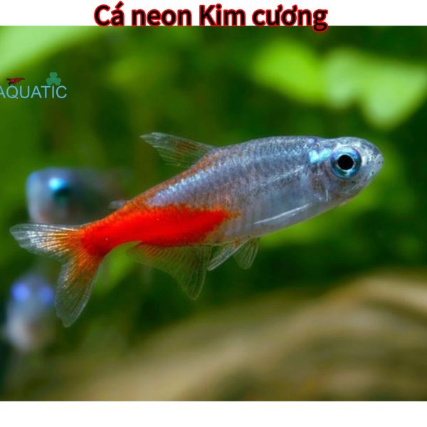 Cá neon kim cương 