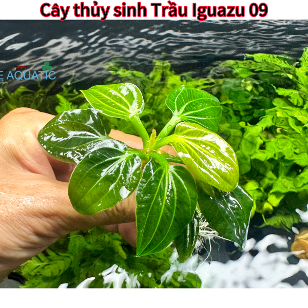 Cây thủy sinh trầu iguazu 09