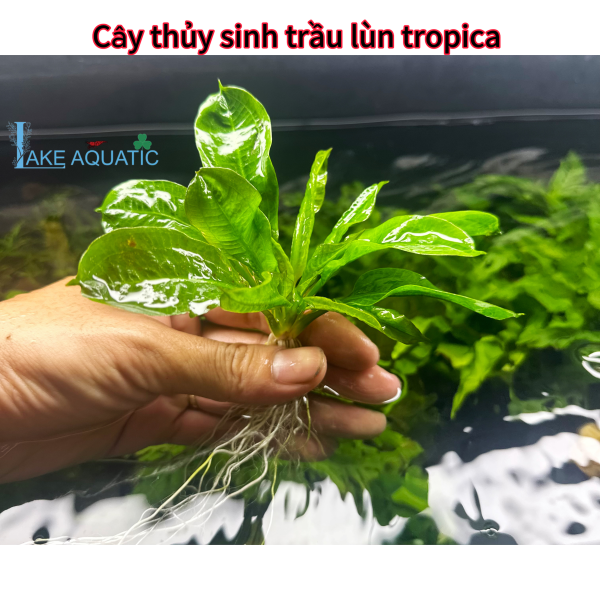 Cây thủy sinh trầu lùn tropica 