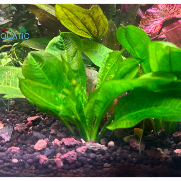 Cây thủy sinh trầu lùn tropica 