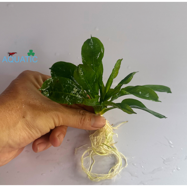 Cây thủy sinh trầu lùn tropica 
