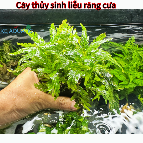 Cây thủy sinh liễu răng cưa 