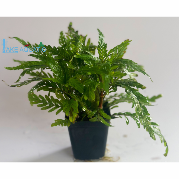 Cây thủy sinh liễu răng cưa 