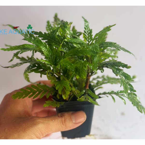 Cây thủy sinh liễu răng cưa 