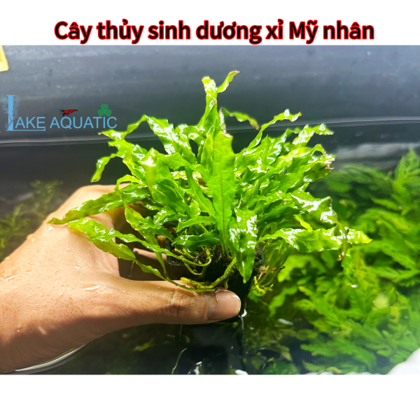 Cây thủy sinh dương xỉ Mỹ nhân 