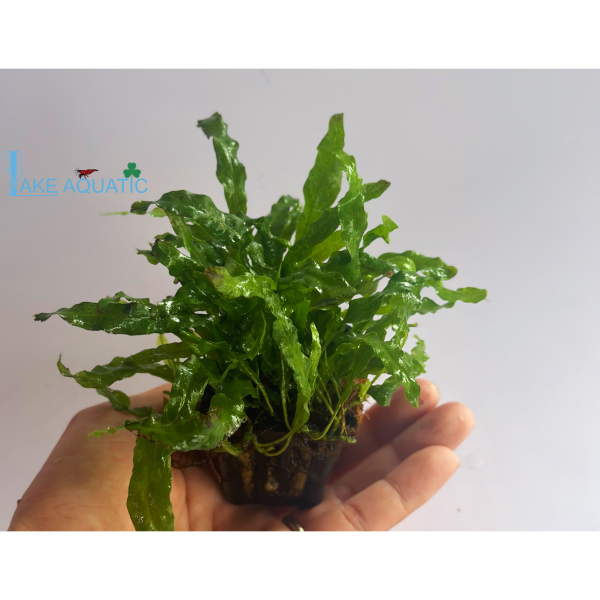 Cây thủy sinh dương xỉ Mỹ nhân 