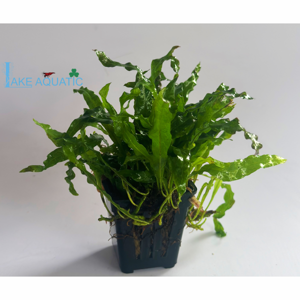 Cây thủy sinh dương xỉ Mỹ nhân 