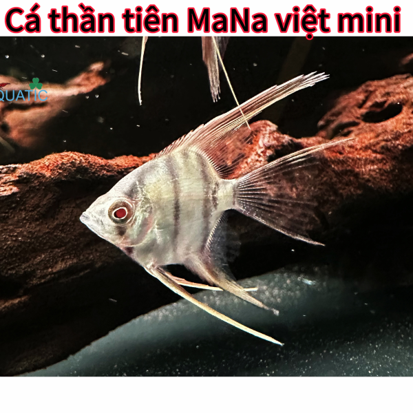 Cá thần tiên MANA việt mini 