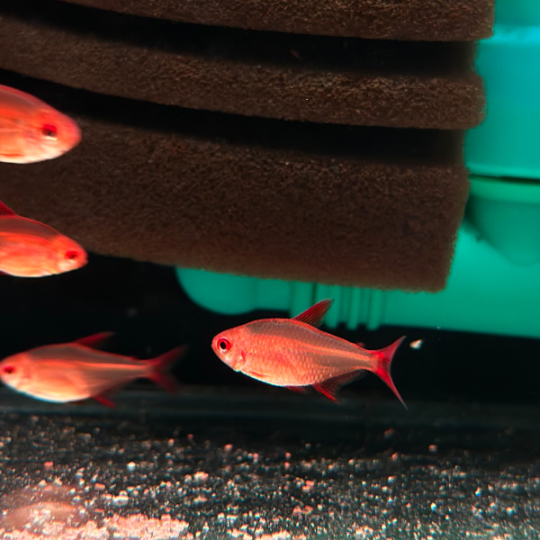 cá red cherry tetra