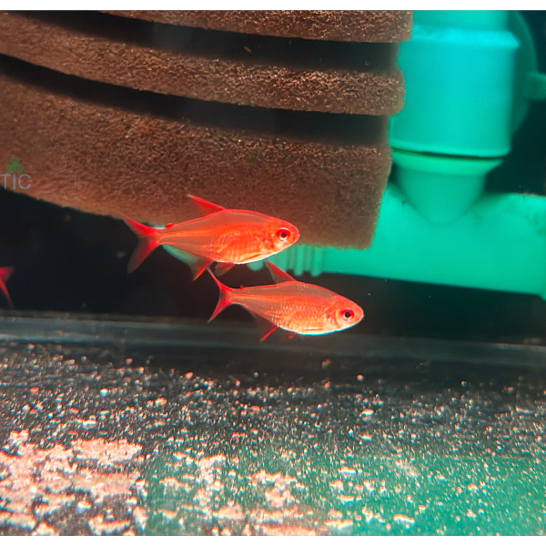 cá red cherry tetra