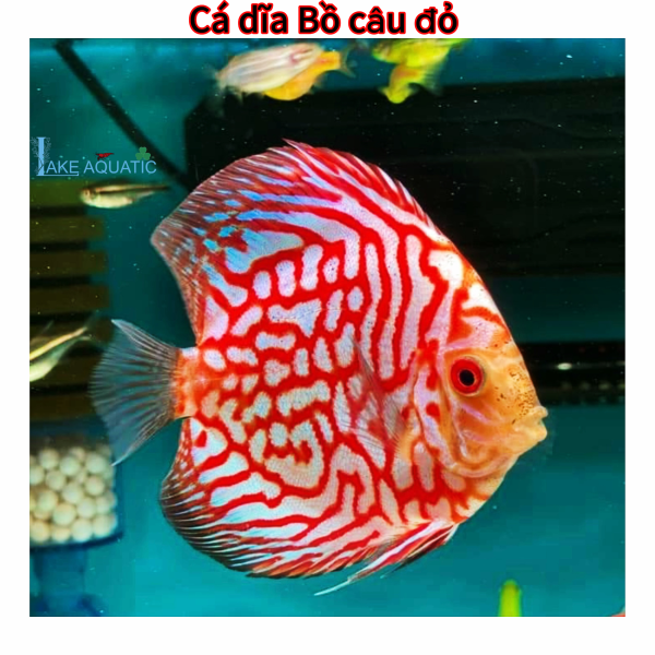 Cá dĩa Bồ câu đỏ 