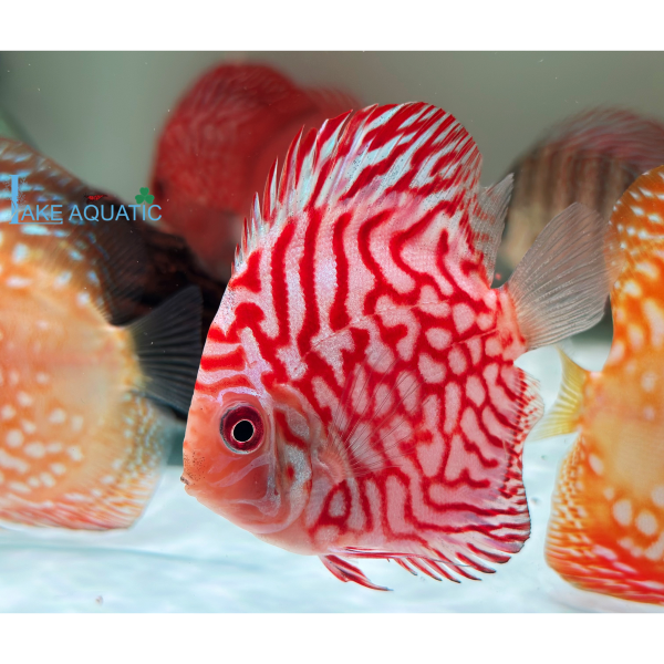 Cá dĩa Bồ câu đỏ 