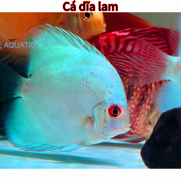 Cá dĩa lam 