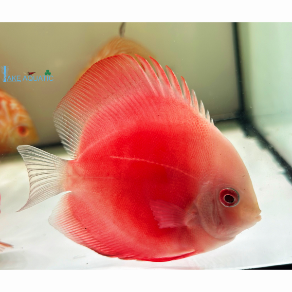 Cá dĩa dưa hấu đỏ 
