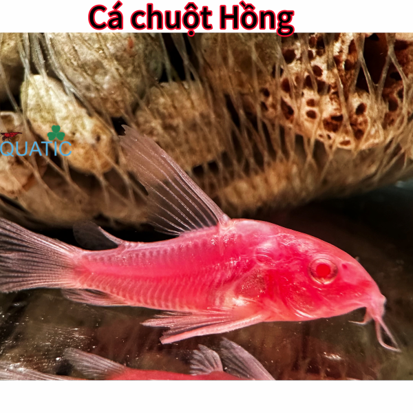 Cá chuột Hồng 