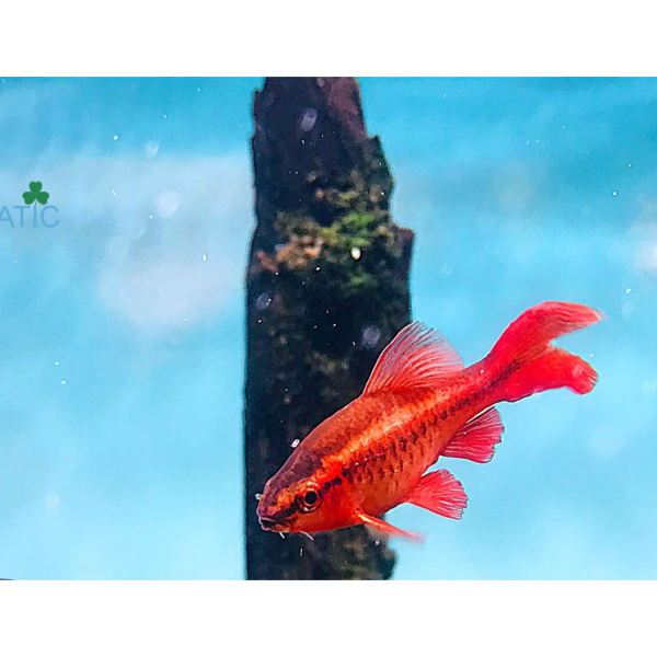 Cá Diếc Anh Đào Siêu Đỏ Vây Dài