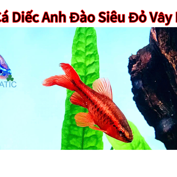 Cá Diếc Anh Đào Siêu Đỏ Vây Dài