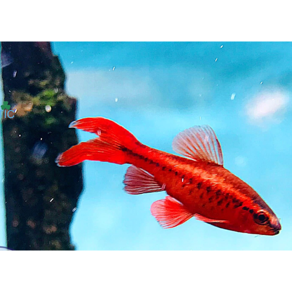 Cá Diếc Anh Đào Siêu Đỏ Vây Dài