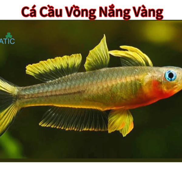 Cá cầu vòng nắng vàng 