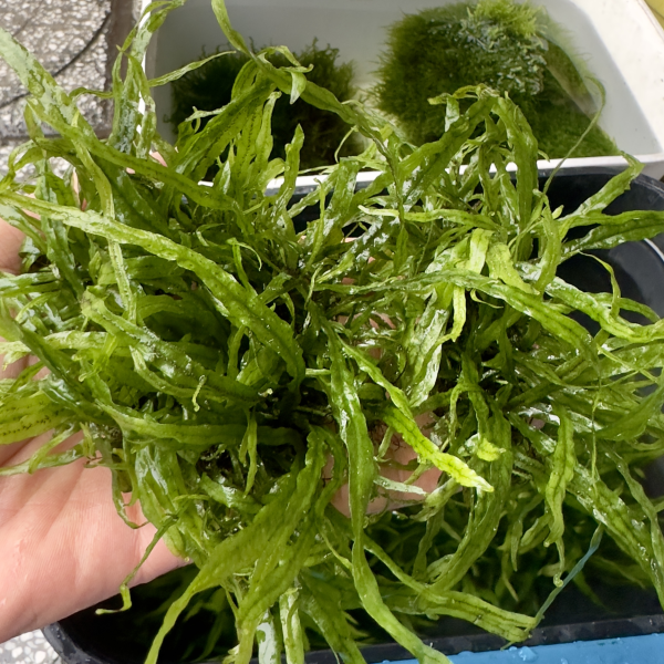 Cây thủy sinh - dương xỉ lá kim mini 