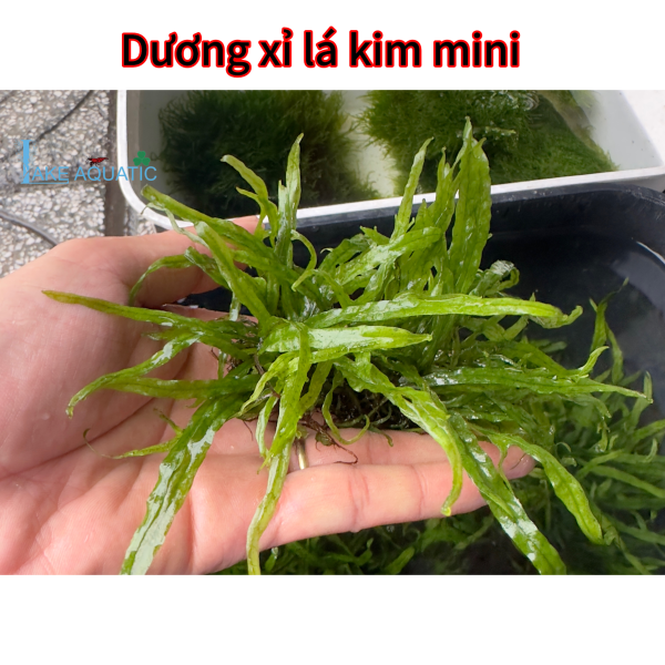 Cây thủy sinh - dương xỉ lá kim mini 
