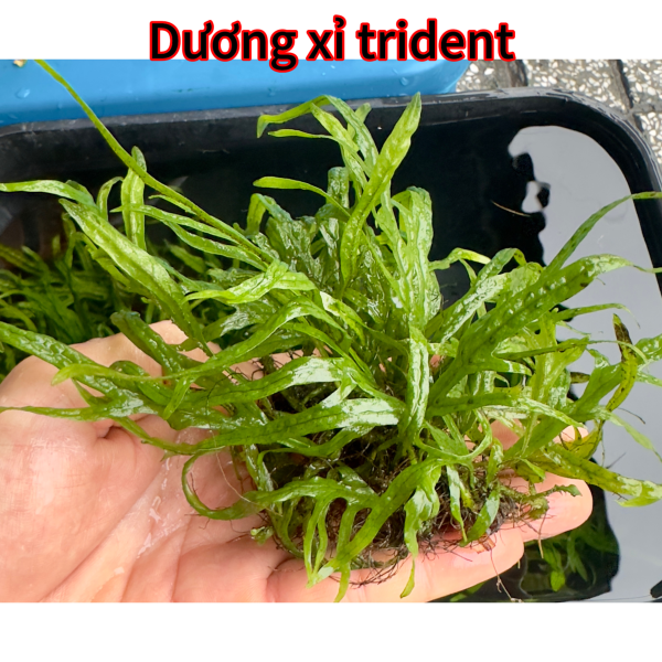 Cây thủy sinh - dương xỉ trident