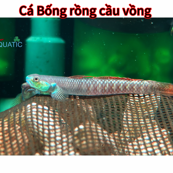 Cá bống rồng cầu vồng 