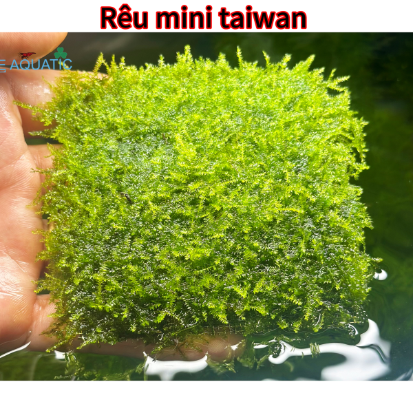 Rêu mini taiwan 