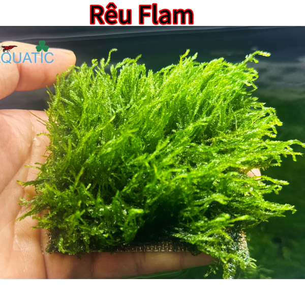 Rêu Flame 