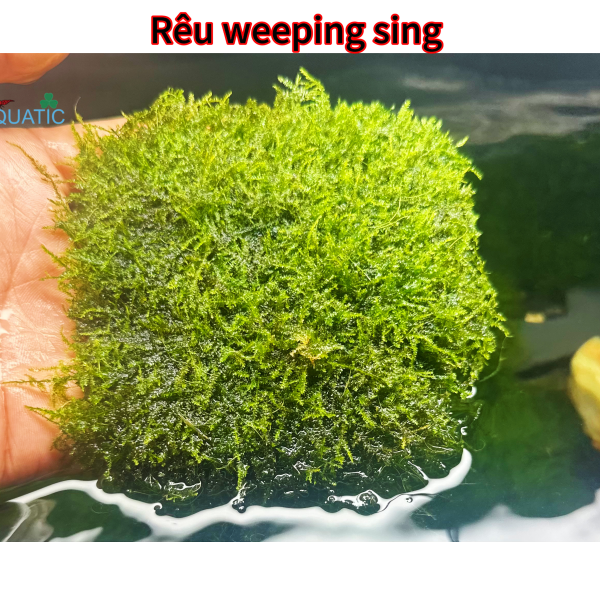 Rêu weeping sing 