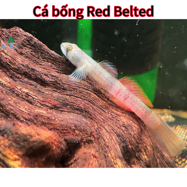 Cá bống Red Belted 