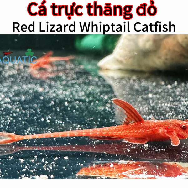 cá trực thăng đỏ