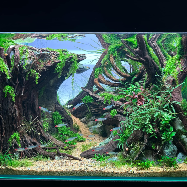 hồ setup sẵn