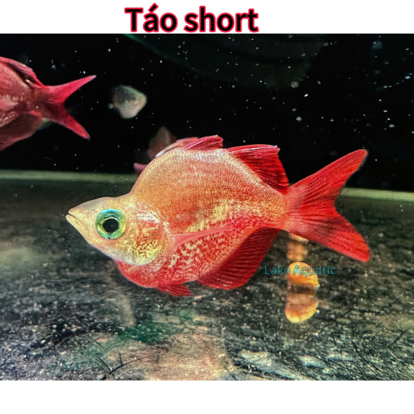 cá cầu vòng táo đỏ short