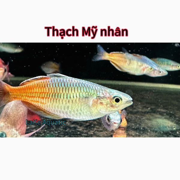 cá thạch mỹ nhân