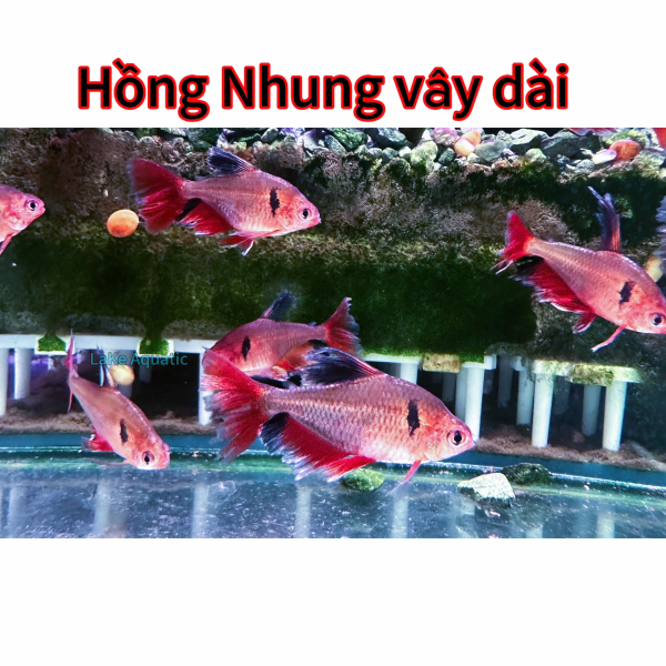 Cá Hồng Nhung Vây Dài Tại Thuận An 