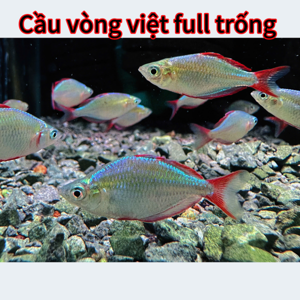cá cầu vòng việt