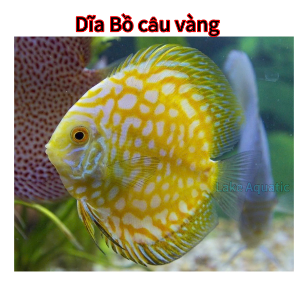 cá dĩa bồ câu vàng