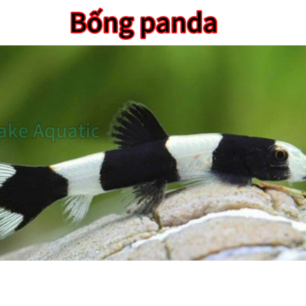 Cá Bống Panda