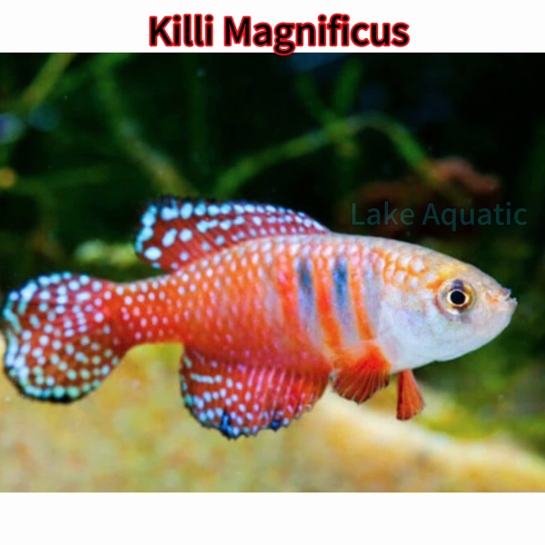 Cá Killi Magnificus 
