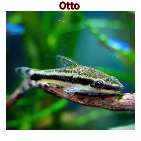 Cá Otto Tại Bình Dương