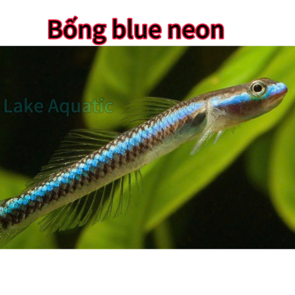 Bống Blue Neon