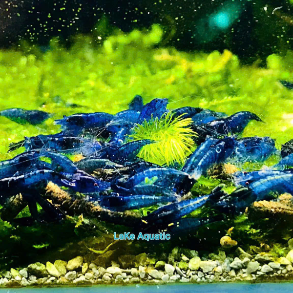 Tép Blue Dream 